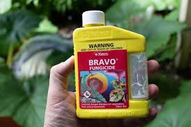 Bravo