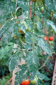 Powdery Mildew