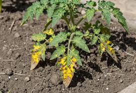 Early Blight
