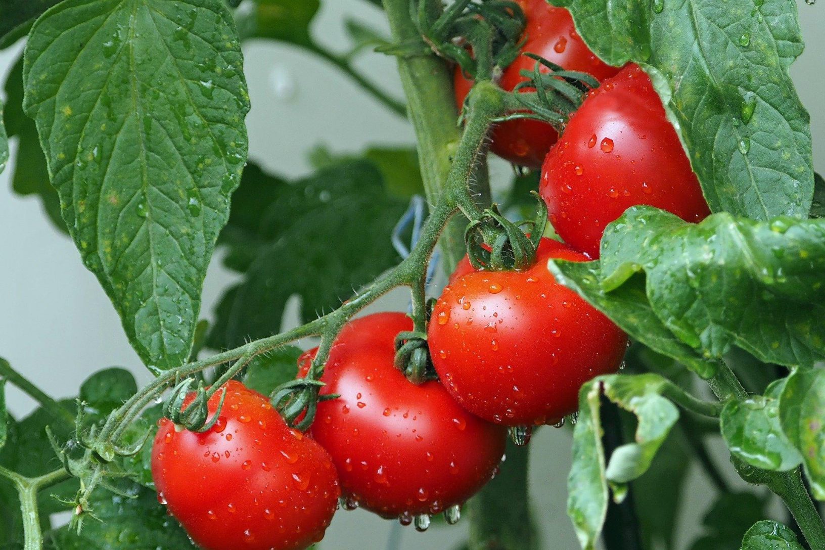 Healthy Plant